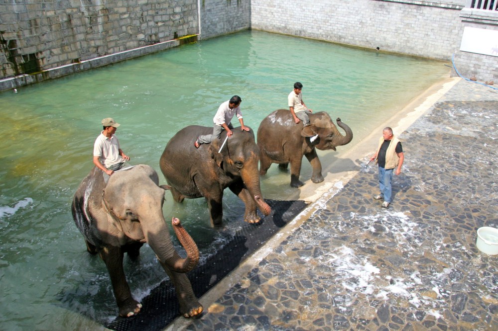 bain des éléphants.jpg